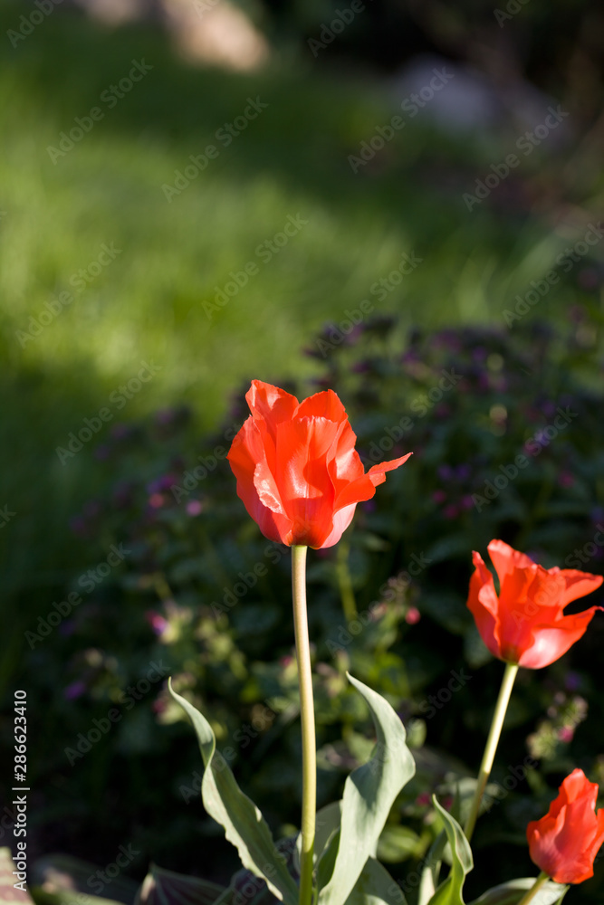 Tulip on natural blurred background. delicate tulip flower with petals and bright green leaves. Tulip on natural blurred background. delicate tulip flower with petals and bright green leaves.