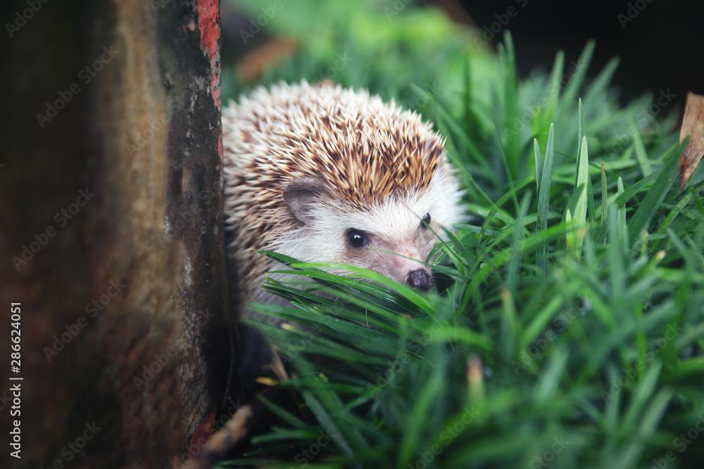 Fototapeta premium Hedgehog, (Scientific name: Erinaceus europaeus) European hedgehog in natural garden habitat with green grass.