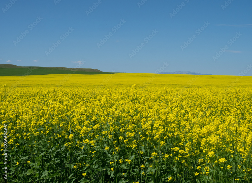 Huge Field of Blooming Canola Plants with Blue Sky Above
