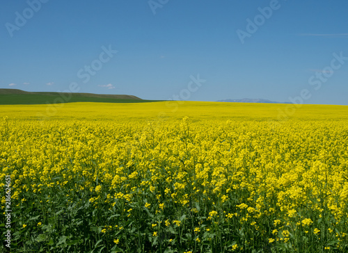 Huge Field of Blooming Canola Plants with Blue Sky Above