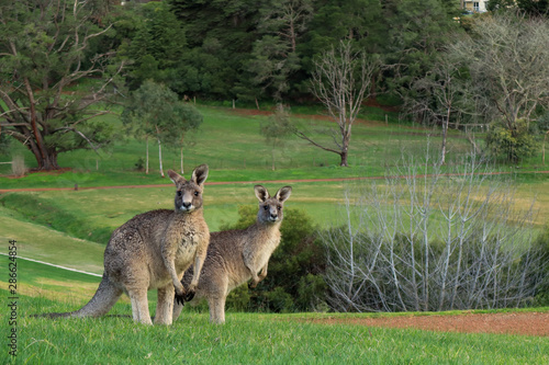 kangaroo in grass