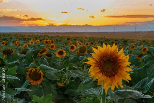 sunflower field of sunflowers setting sun 