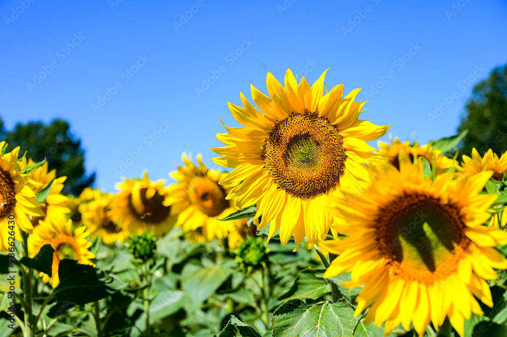 Girasoles