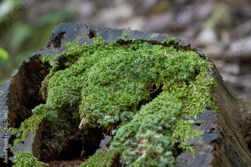 Close up shot of moss on the old wood