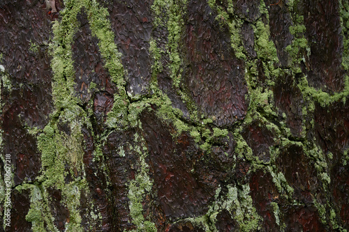 Close up shot of moss on the wood surface