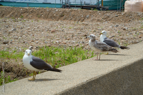 Close up shot of Seagull near the seashore