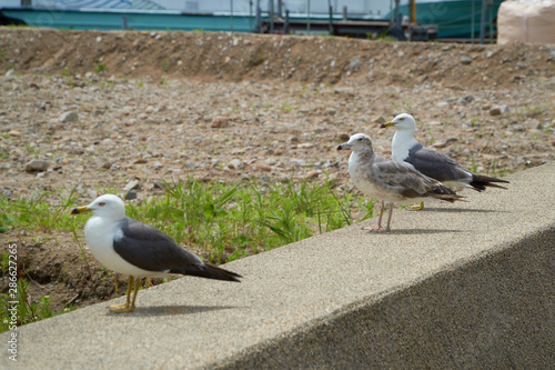 Close up shot of Seagull near the seashore