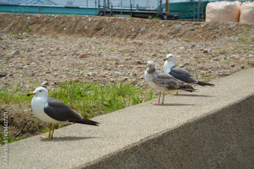 Close up shot of Seagull near the seashore