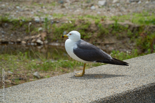 Close up shot of Seagull near the seashore