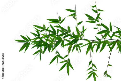bamboo leaves isolated on white background © หอมกลิ่น กล้วยไม้
