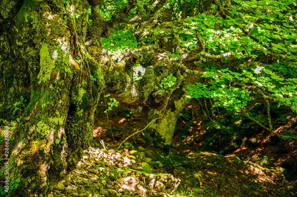 Fototapeta premium Bosque