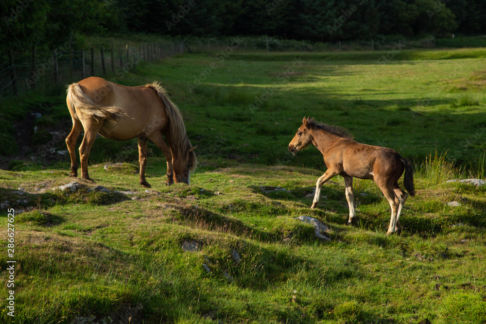 Cornwall Horses