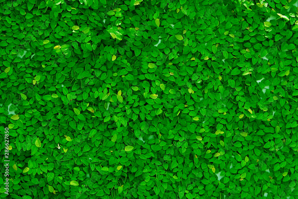 Leaves texture background , wallpaper pattern Leaves texture background , wallpaper pattern