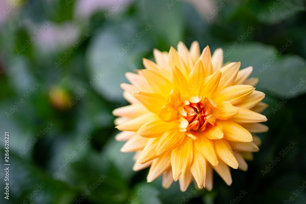 Flores Flores