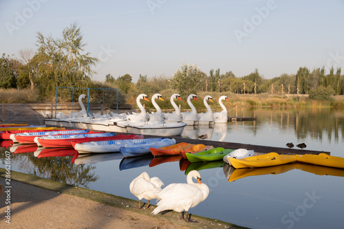 jetty in pond of city of zaragoza in spain, with canoes and boats © robcartorres