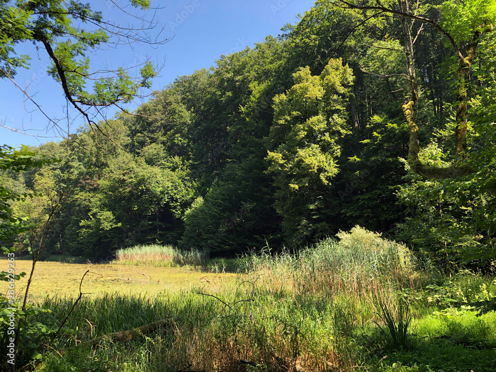 Park forest Jankovac or Park suma Jankovac Papuk nature park, Croatia
