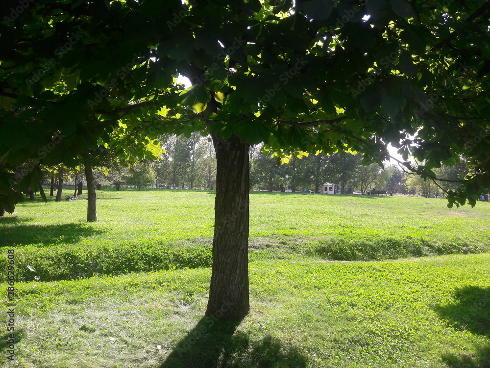 Obraz premium trees in the park