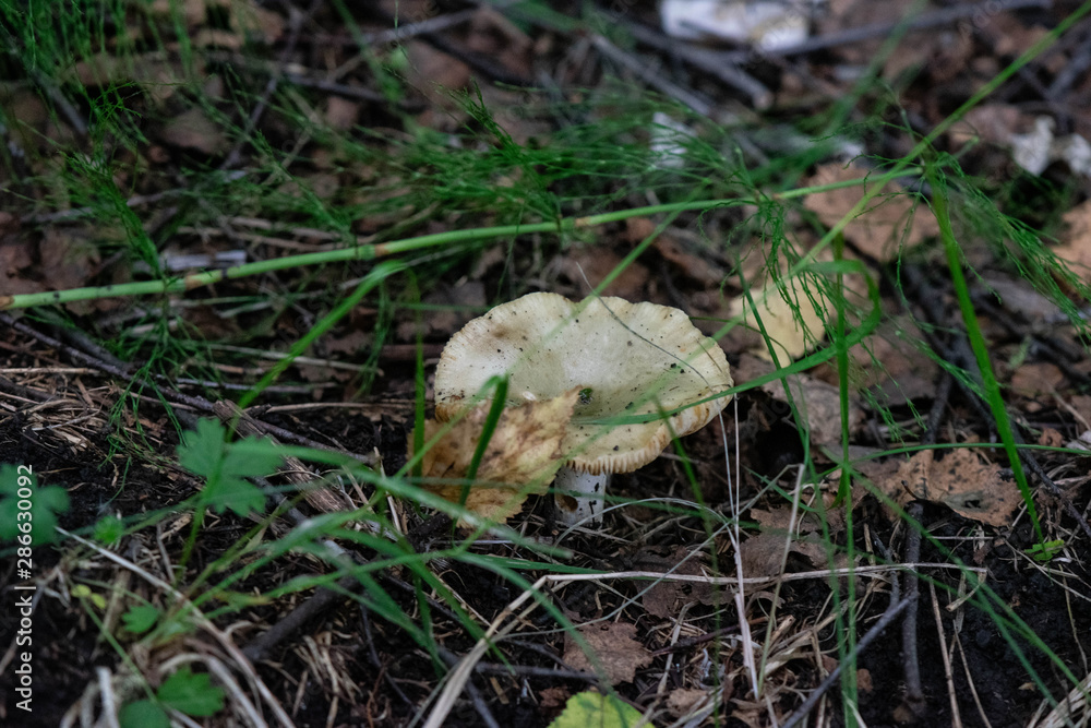 mushrooms in the forest mushrooms in the forest
