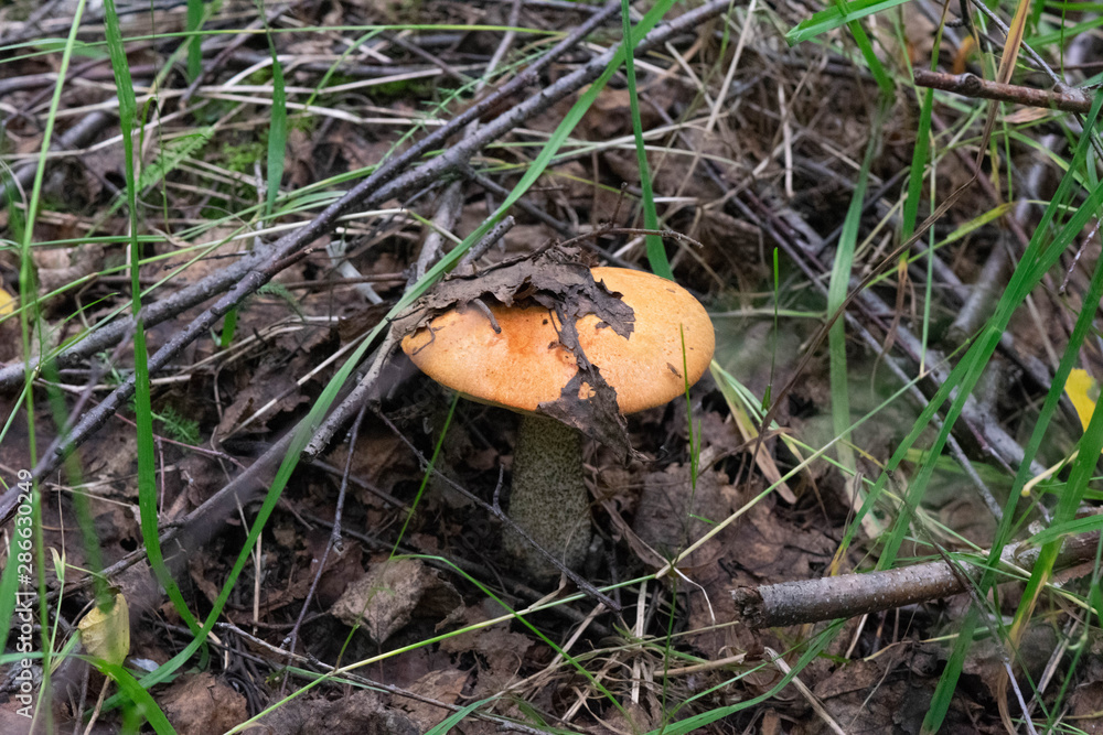 mushrooms in the forest mushrooms in the forest