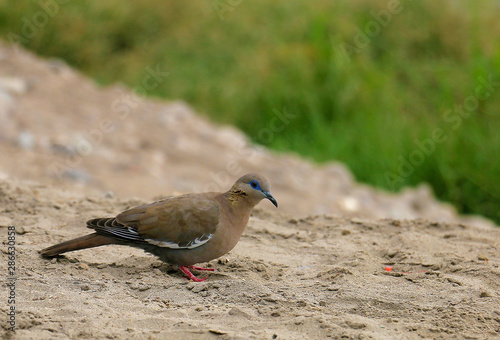 Beautiful Peruvian bird, the color of its feathers is white, lead brown, dove with white feathers and red legs. walking on land and close to green nature. photo