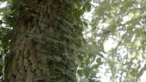 Tree close-up on a beautiful forest in Belgium. photo