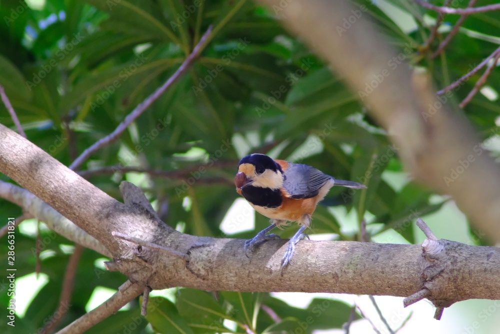 varied tit on branch varied tit on branch