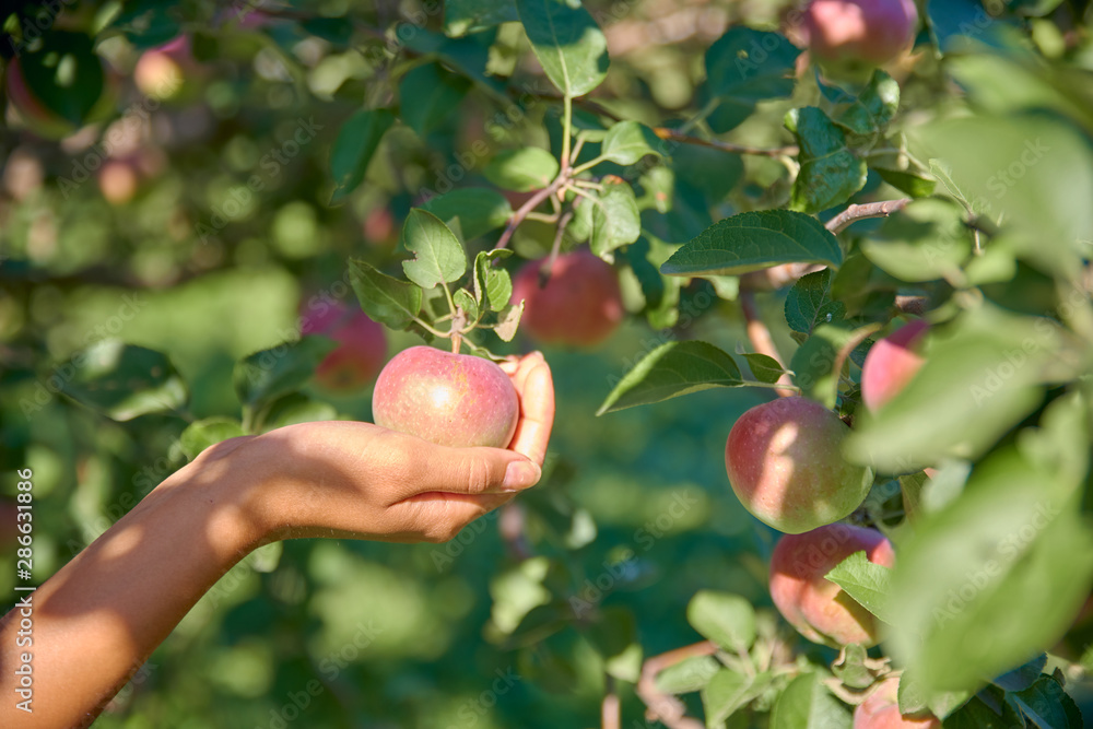 Woman hand holding gorgeous red organic apple in sunlit august orchard, fall harvest concept. Woman hand picking fresh juicy apple in lush august orchard. Woman hand holding gorgeous red organic apple in sunlit august orchard, fall harvest concept. Woman hand picking fresh juicy apple in lush august orchard.