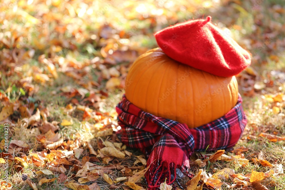 Autumn  concept. Halloween. Decoration from a pumpkin in a red beret and a checkered scarf. Autumn late