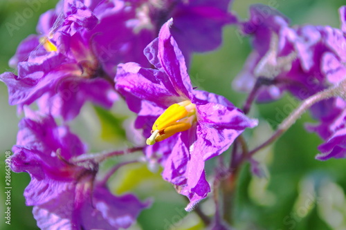 Blooming potato close-up of a new variety of beautiful background photo