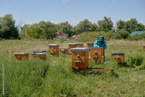 Village meadow with reach greenery and wooden bee houses, clustered among tall green grass, and beekeeper dressed in protective clothing, inspecting beehive on sunny summer morning.