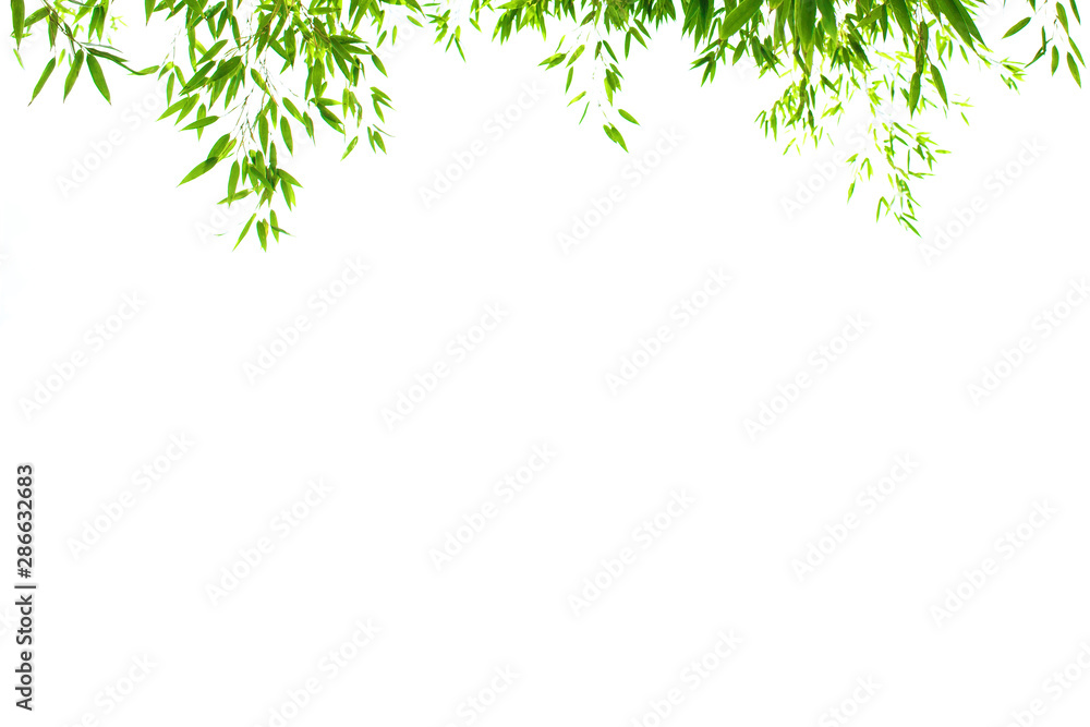 World Environment Day concept: Bamboo leaves Isolated on a white background World Environment Day concept: Bamboo leaves Isolated on a white background