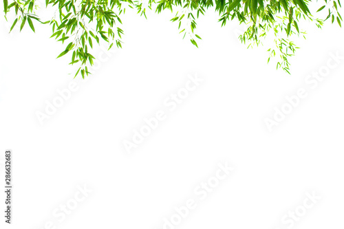 World Environment Day concept  Bamboo leaves Isolated on a white background