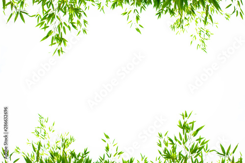 Fototapeta Naklejka Na Ścianę i Meble -  World Environment Day concept: Bamboo leaves Isolated on a white background