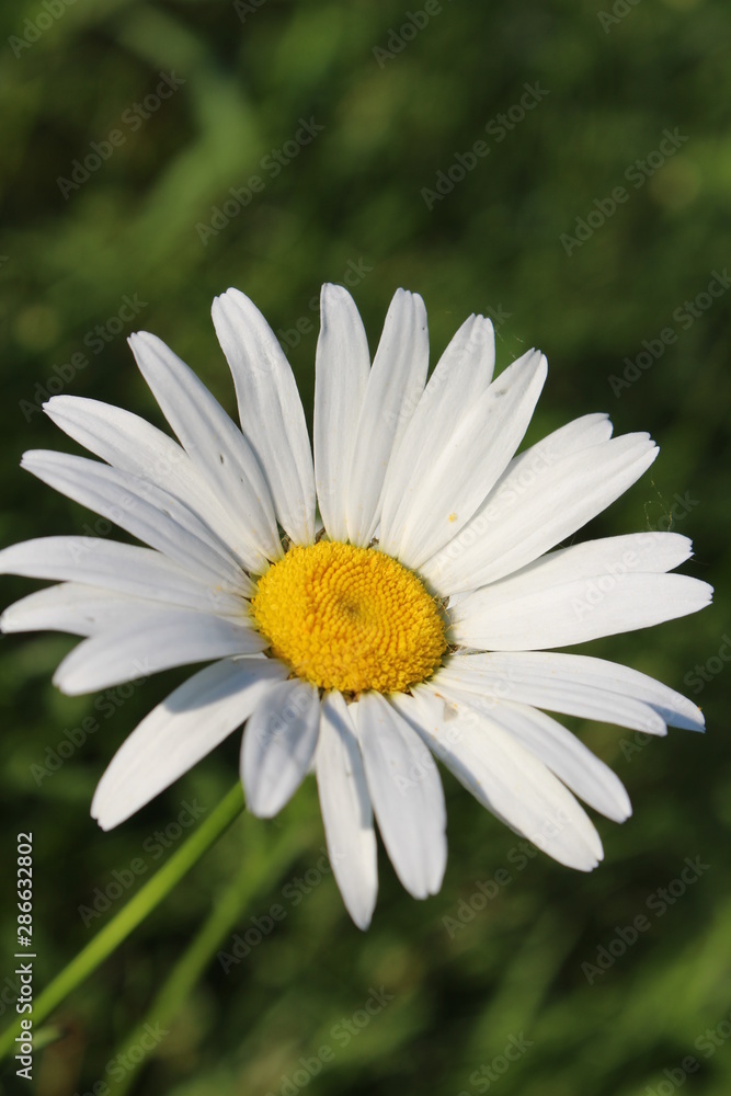 Fototapeta premium daisy in the grass