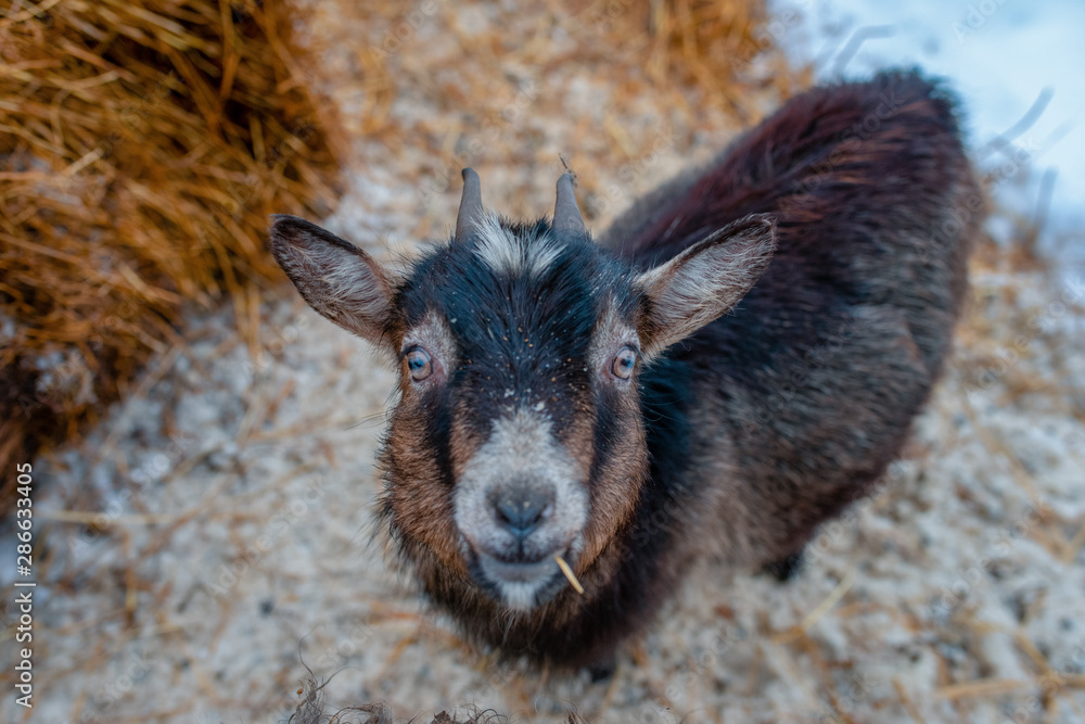 Curious happy goat grazing on a green grassy lawn.Portrait of a funny goat. Farm Animal. Curious happy goat grazing on a green grassy lawn.Portrait of a funny goat. Farm Animal.