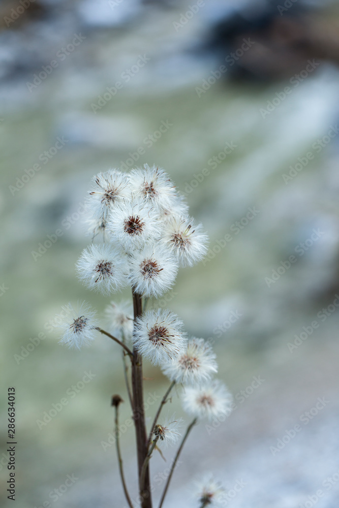 white blooming hairy forest flower in a blurred light white blooming hairy forest flower in a blurred light
