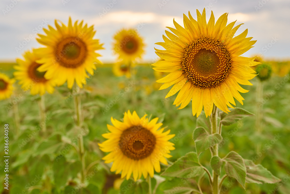 Close up shot of gorgeous blooming sunflowers against partly clouded blurred sky on hot summer day in Russian countryside. Rural sunflower field landscape. Close up shot of gorgeous blooming sunflowers against partly clouded blurred sky on hot summer day in Russian countryside. Rural sunflower field landscape.