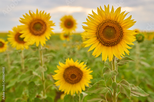 Close up shot of gorgeous blooming sunflowers against partly clouded blurred sky on hot summer day in Russian countryside. Rural sunflower field landscape. 