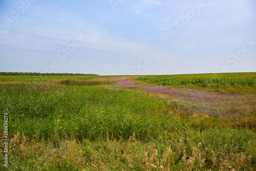 Spectacular summer landscape of spacious countryside hilly meadow, covered with tall grass, wild herbs and greenery with droplets of tiny yellow, white and lilac flowers, running to the horizon.