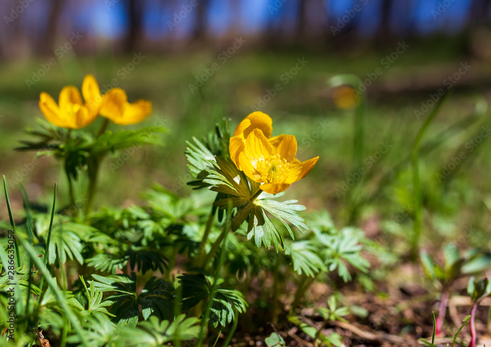 Fototapeta premium Small yellow flower in nature