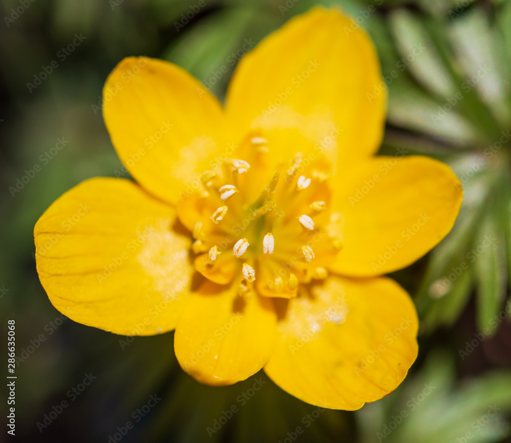 Small yellow flower in nature