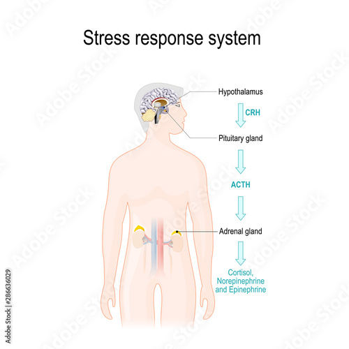 Activation of the stress response system