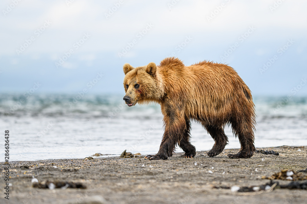 Obraz premium Ruling the landscape, brown bears of Kamchatka (Ursus arctos beringianus)