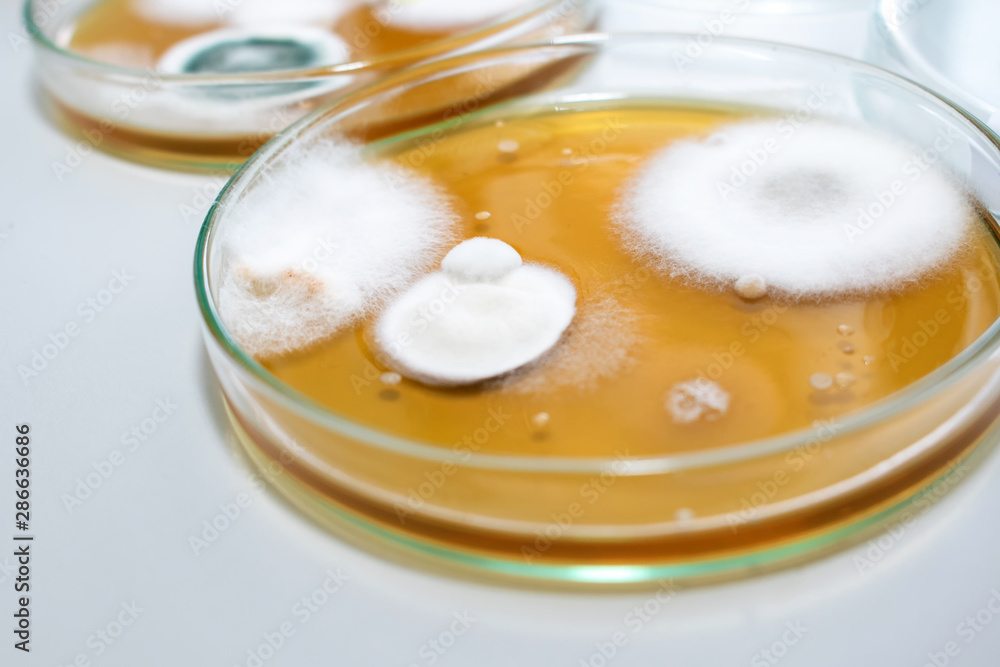 Molds colonies culture in petri dish with mea malt extract agar. Closeup fungus growth in plate of laboratory experiment. 