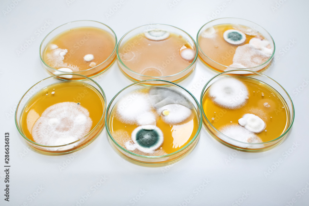 Molds colonies culture in petri dishes with mea malt extract agar. Fungus growth in plate of Medical tests or Laboratory experiment. Molds colonies culture in petri dishes with mea malt extract agar. Fungus growth in plate of Medical tests or Laboratory experiment.