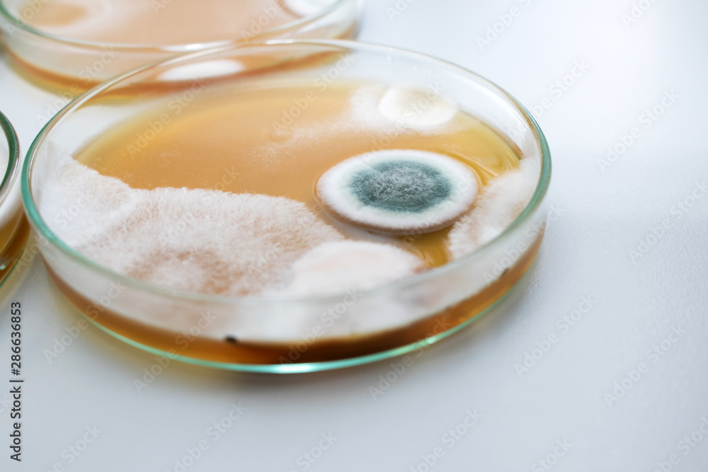 Molds colonies culture in petri dish with mea malt extract agar. Closeup fungus growth in plate of laboratory experiment. Molds colonies culture in petri dish with mea malt extract agar. Closeup fungus growth in plate of laboratory experiment.