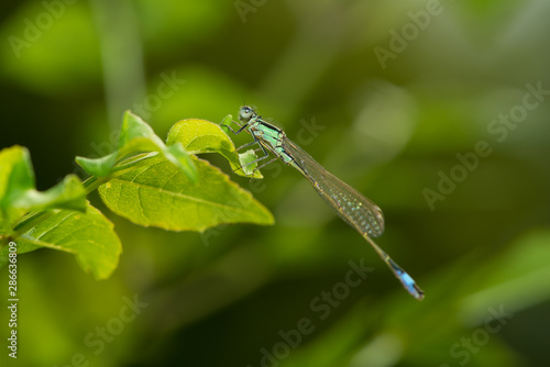 Libelle sitzt auf einem Blatt