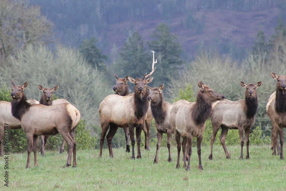 Fototapeta premium herd of elk