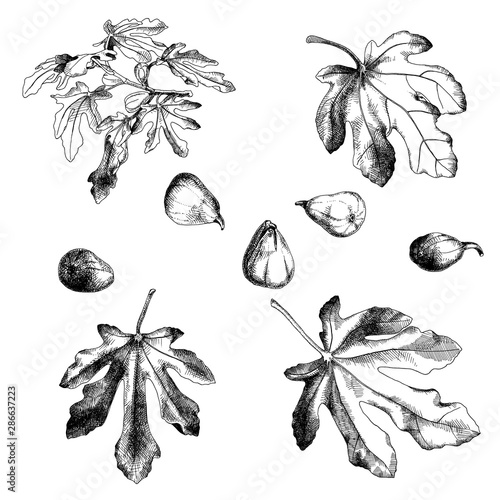 Set of vector figs graphics