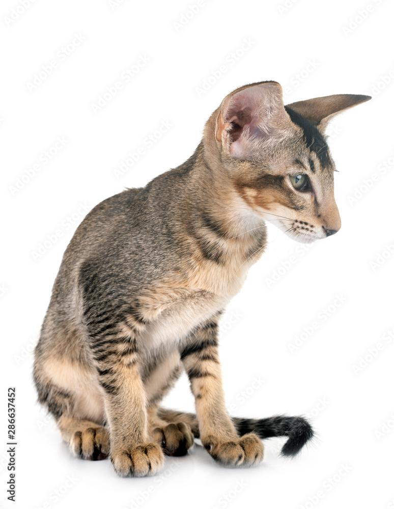 Obraz premium oriental kitten in studio